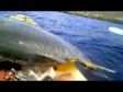 Kayak Fishing in Hawaii - Wilsons 40 lb ulua 2